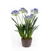 Emerald Kunstplant Afrikaanse Lelie 75 Cm Blauw