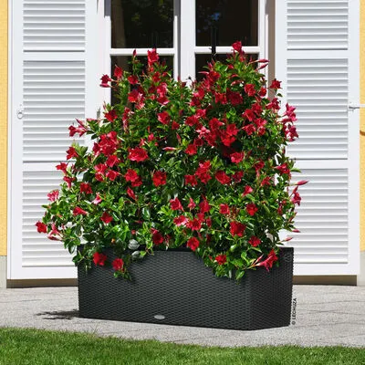 LECHUZA Plantenbak TRIO Cottage 30 ALL-IN-ONE Granietkleurig - Afbeelding 2