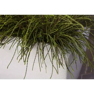 Capi Plantenbak Arc Granite Rechthoekig 60x35x40 Cm Ivoorkleurig - Afbeelding 4